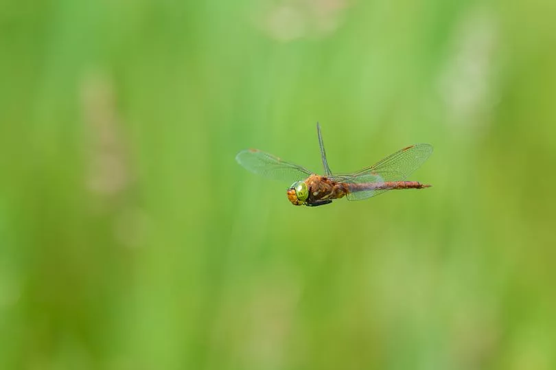 Cambridgeshire Nature Reserve Designated As Uk's Newest Dragonfly Hotspot