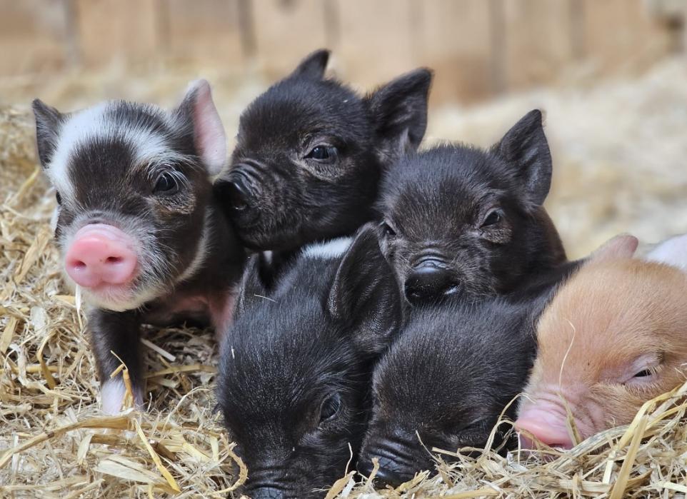 Amersham's Kew Little Pigs Welcomes The Latest Arrivals