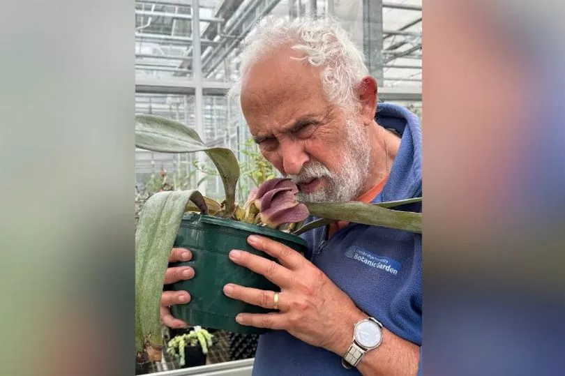 Cambridge University Botanic Garden 'stinky' Orchids That Smell Like 'rotting Meat' Bloom At Cambs Garden