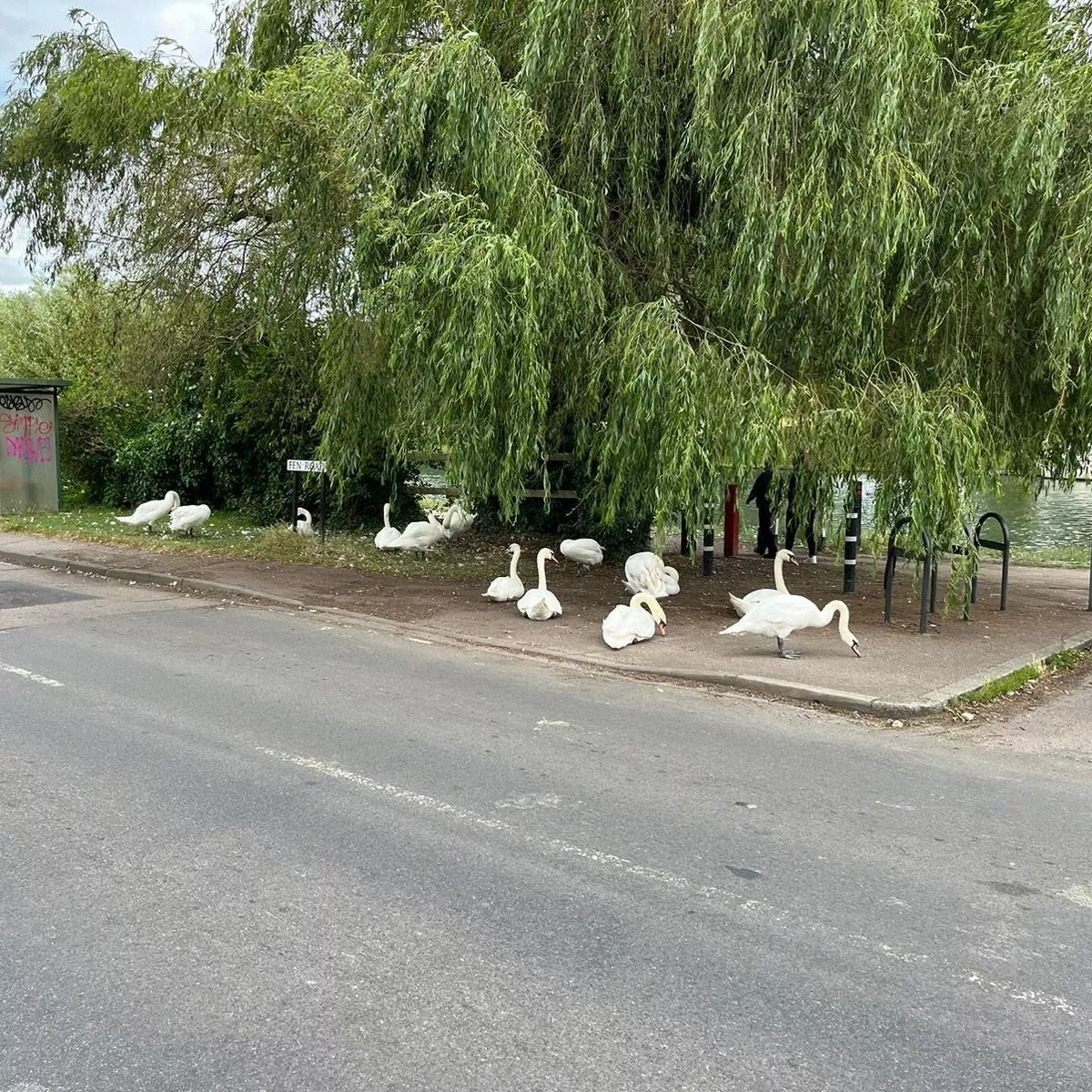 Cambridge Swans With Plenty Of Attitude Stubbornly Block Traffic