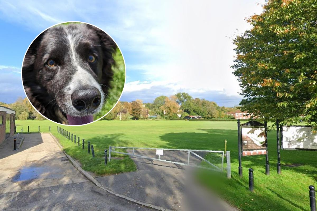 Death Of Two Dogs 'not Necessarily Linked' To Wycombe Park