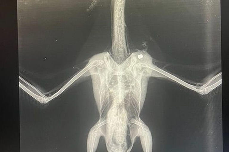 Gull Shot With Airgun In Cambridgeshire 'may Not Recover' After Attack