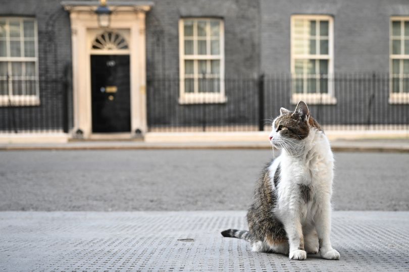 Larry The Cat Will Stay At Number 10 As Keir Starmer Takes Over