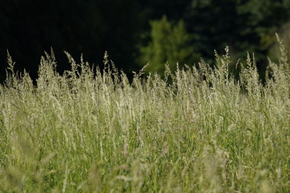 More Grass Cutting Crews On Road Network – Council