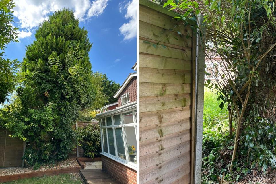 Wycombe Man To Remove Tree On Neighbour’s Boundary